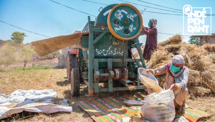 Guerre en Ukraine&nbsp;: La fin de l’accord céréalier de la mer Noire déclenche une hausse des prix des denrées alimentaires